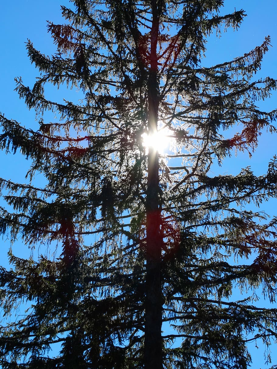 fir, pine, back light, nadelwerkstatt, nature, tree, plant HD wallpaper