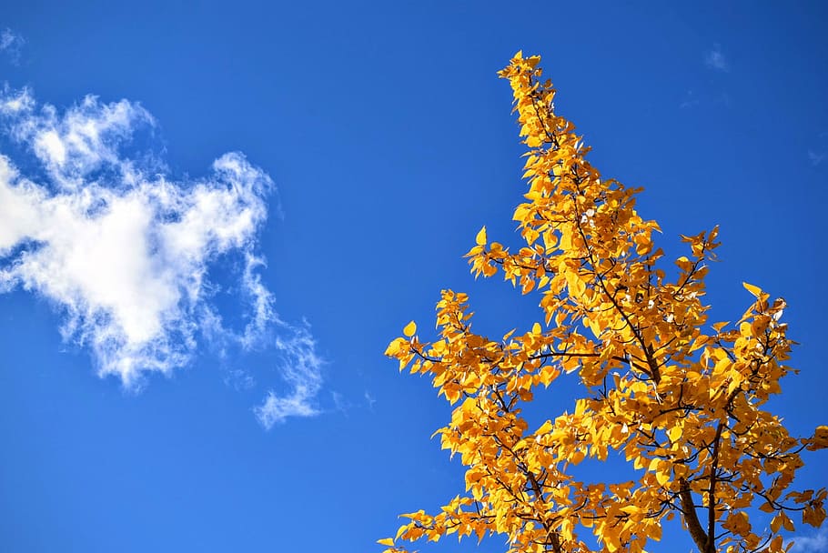 yellow leafed tree under blue sky, worms, eyeview, leaved, cloudy HD wallpaper