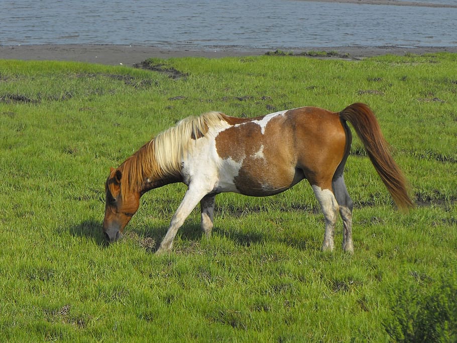 wild horse, island, beach, wildlife, nature, feral, wilderness, HD wallpaper