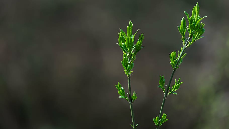 background, nature, pattern, desktop background, plant, bud HD wallpaper