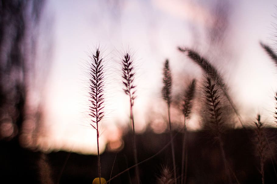 selective focus photography of silhouette of wheat at golden hour, silhouette plant during daytime HD wallpaper
