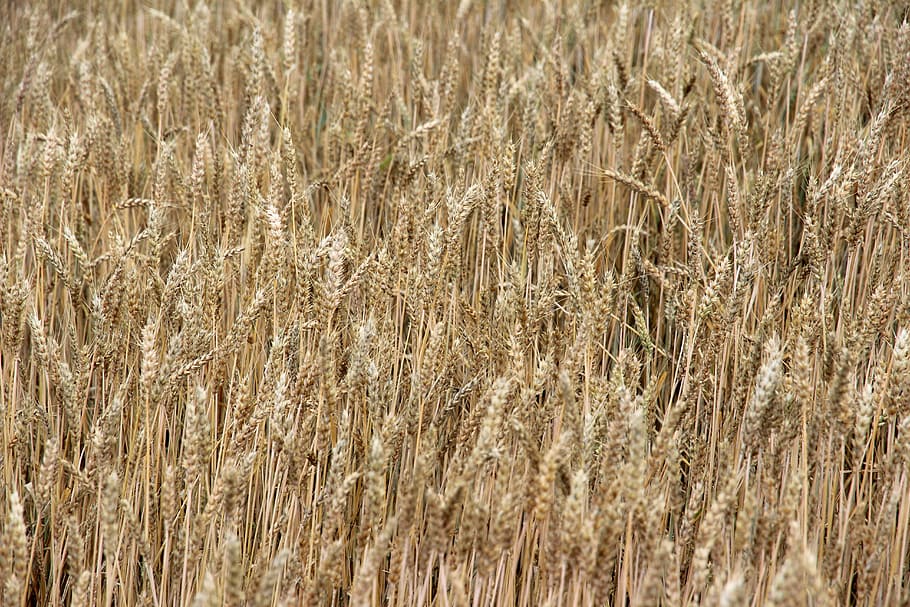 cereals, spike, field, cornfield, agriculture, summer, crop HD wallpaper