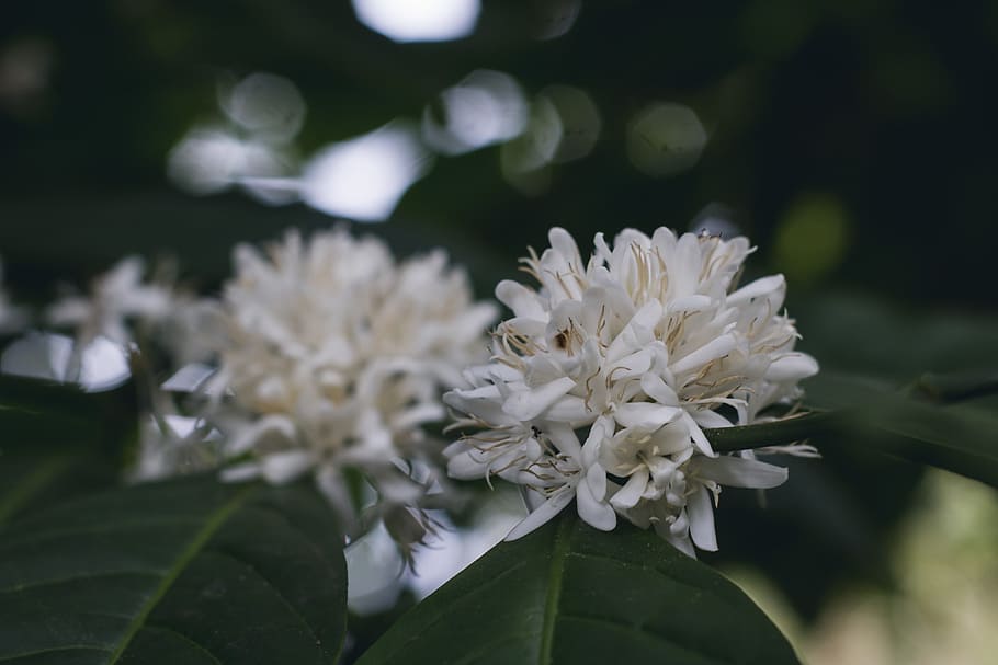 coffee, plant, green, leaf, white, flower, nature, flowering plant HD wallpaper