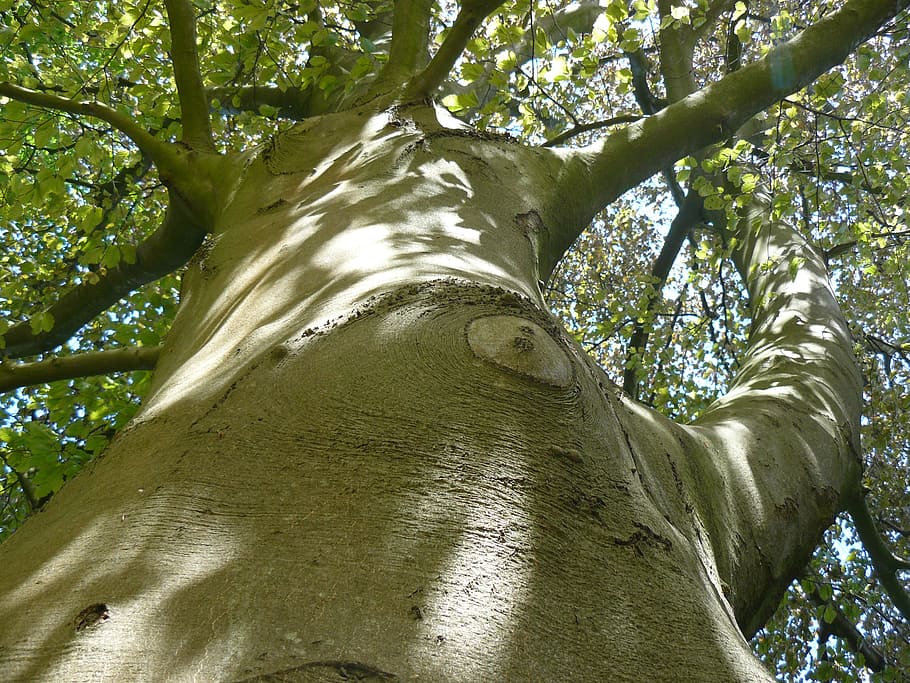 tree, crown, green, nature, bark, branches, plant, trunk, tree trunk HD wallpaper