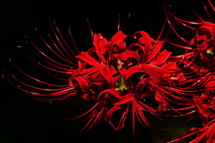 Anime is Awesome - 🇬🇧 Lycoris radiata (known as the red spider lily, hell  flower, red magic lily and equinox flower) Japanese name: Higanbana Is a  plant in the amaryllis family, Amaryllidaceae,