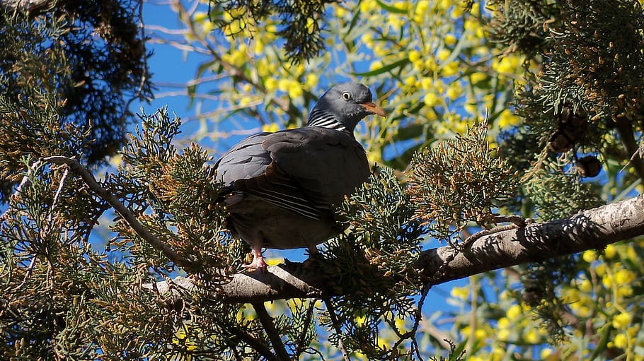 bird, tree, tree branches, vertebrate, animal themes, animals in the wild HD wallpaper