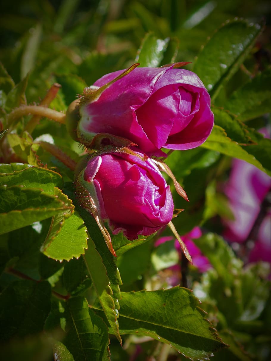 withered rose, buds, opens, plant, beauty in nature, growth HD wallpaper