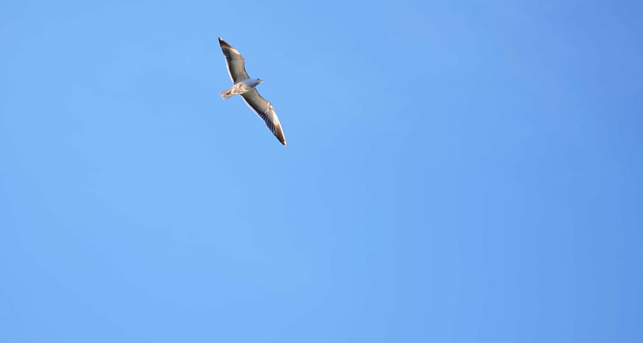 bird, blue, sky, nature, animal, wing, wildlife, feather, white HD wallpaper