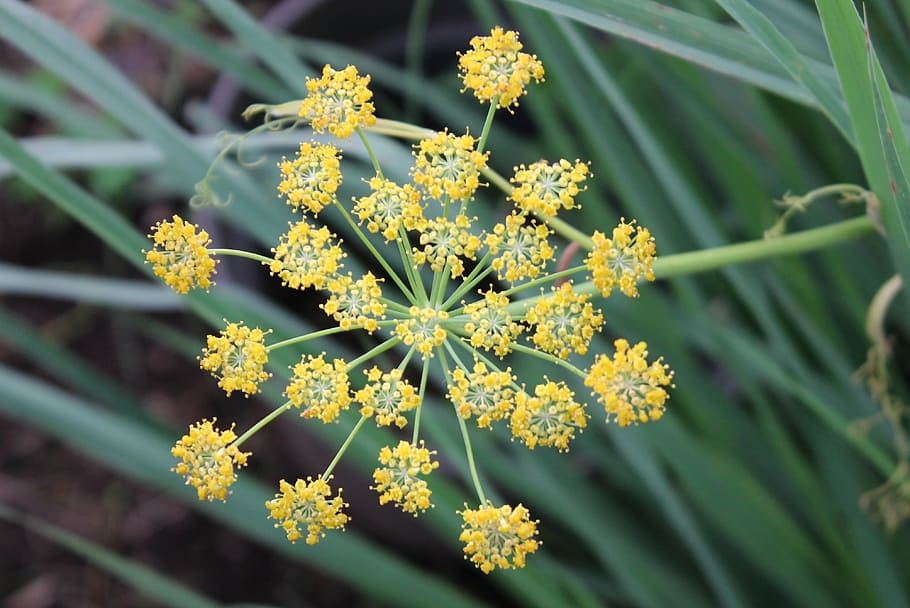 fennel, flower, herb, plant, nature, summer, yellow, flowering plant, HD wallpaper