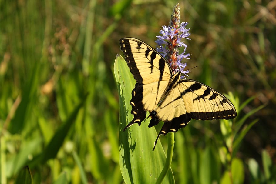 butterfly, pollen, nature, insect, invertebrate, animal wing HD wallpaper