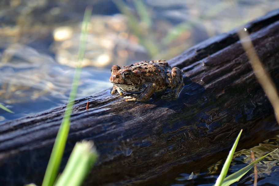 Frog, Log, Water, Wild, Reptile, Weeds, grass, rocks, one animal HD wallpaper
