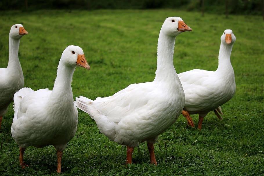 geese, white, poultry, running, bio, bird, animal themes, group of animals HD wallpaper