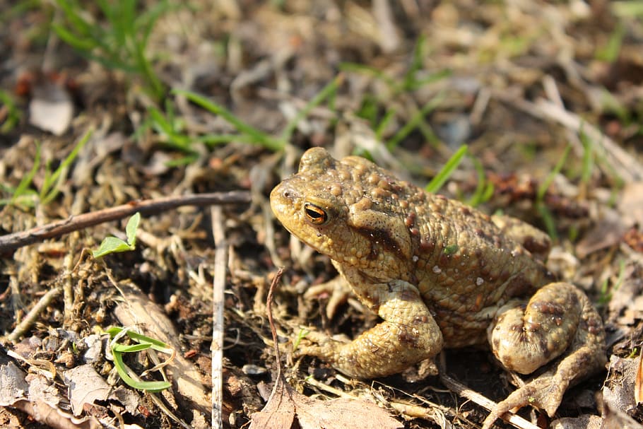 Toad, Animal, Amphibian, one animal, animal wildlife, animals in the wild HD wallpaper