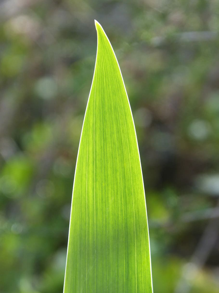 leaf, pattern, lines, green, nature, plant, outdoors, green color HD wallpaper