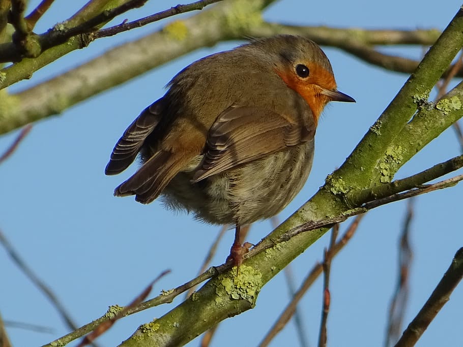Bird, Robin, Spring, animal wildlife, animals in the wild, no people HD wallpaper
