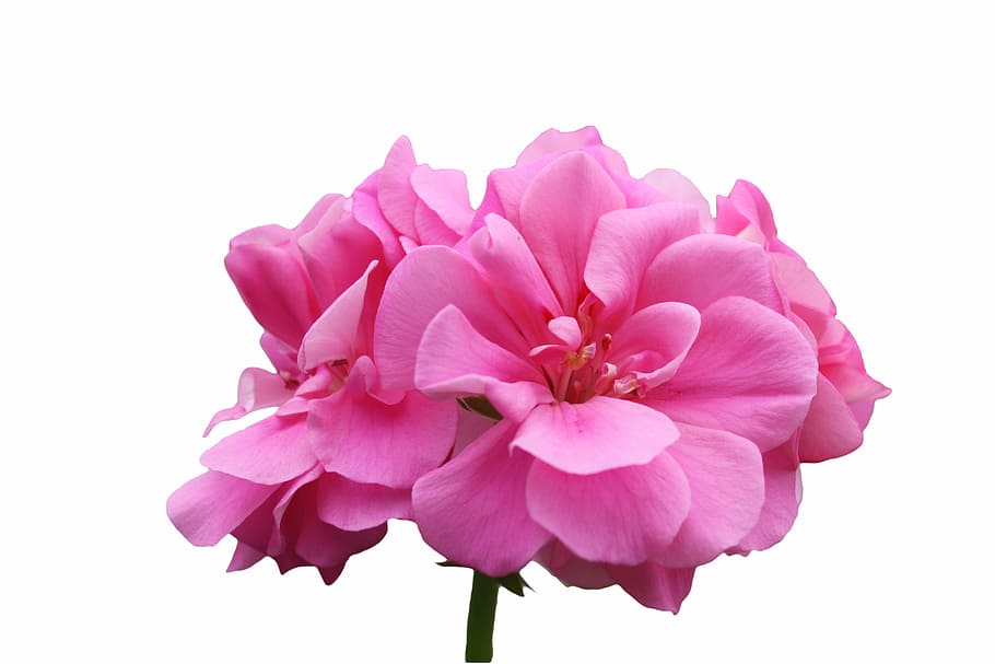 pink geraniums in bloom close up photo, violet, blossom, open HD wallpaper
