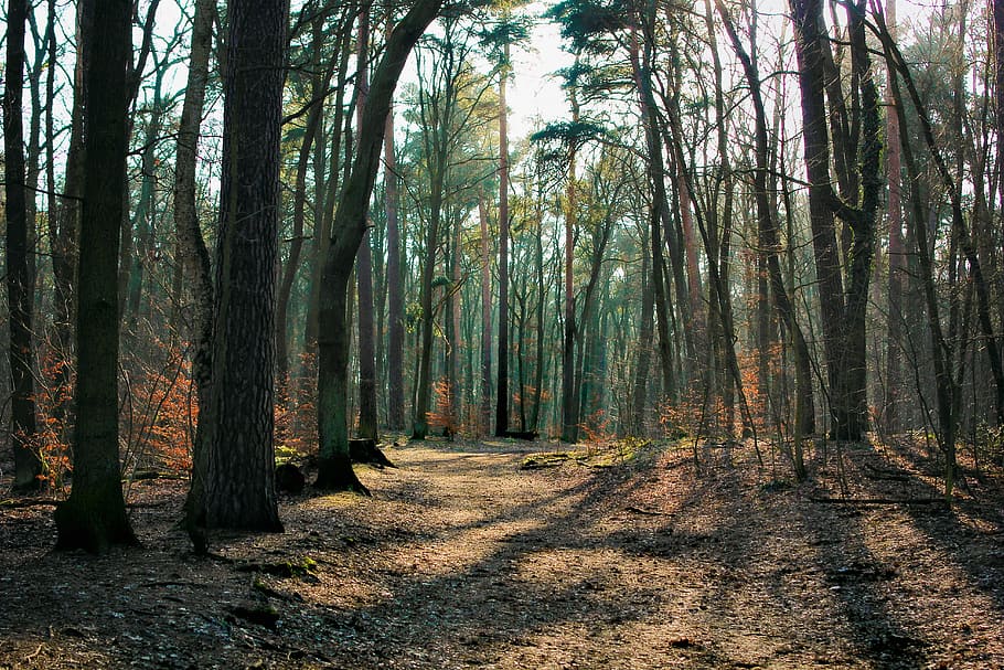 forest with crepuscular rays wallpaper, light, glade, nature HD wallpaper