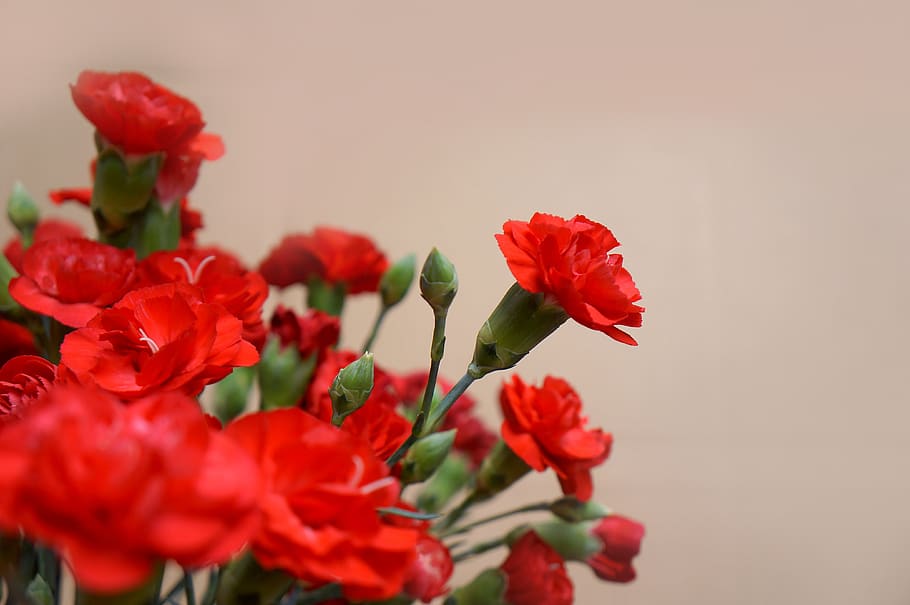 carnations, red, natural, picture, flower, flowering plant HD wallpaper