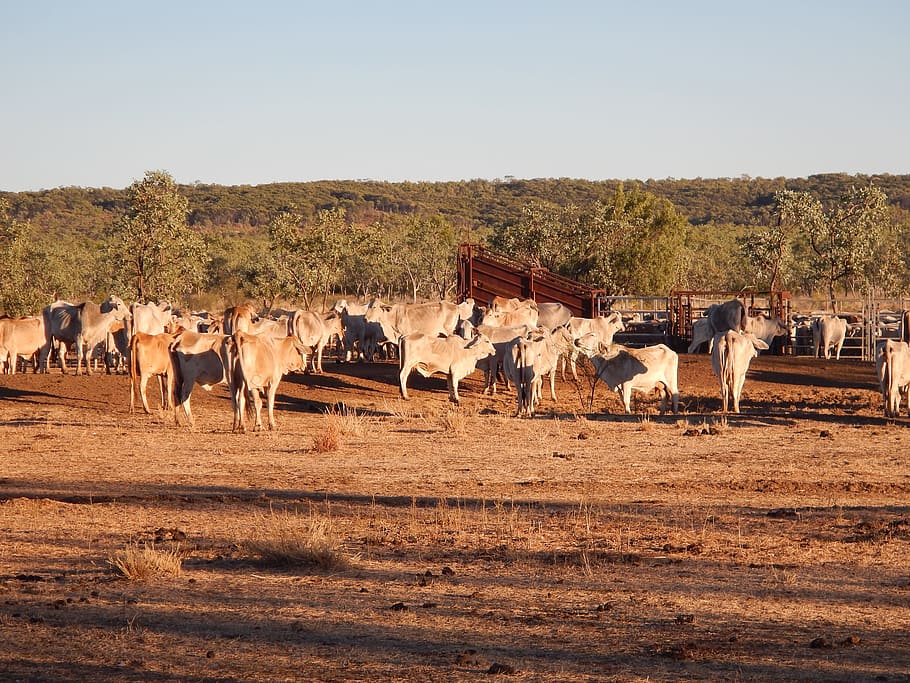 Cattle, Bush, Outback, Rural, Farm, nature, cow, livestock HD wallpaper