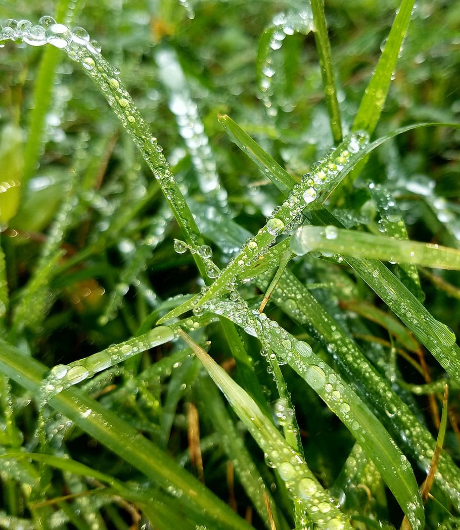 flora, leaf, nature, dew, drop, moisture, growth, rain, grass HD wallpaper