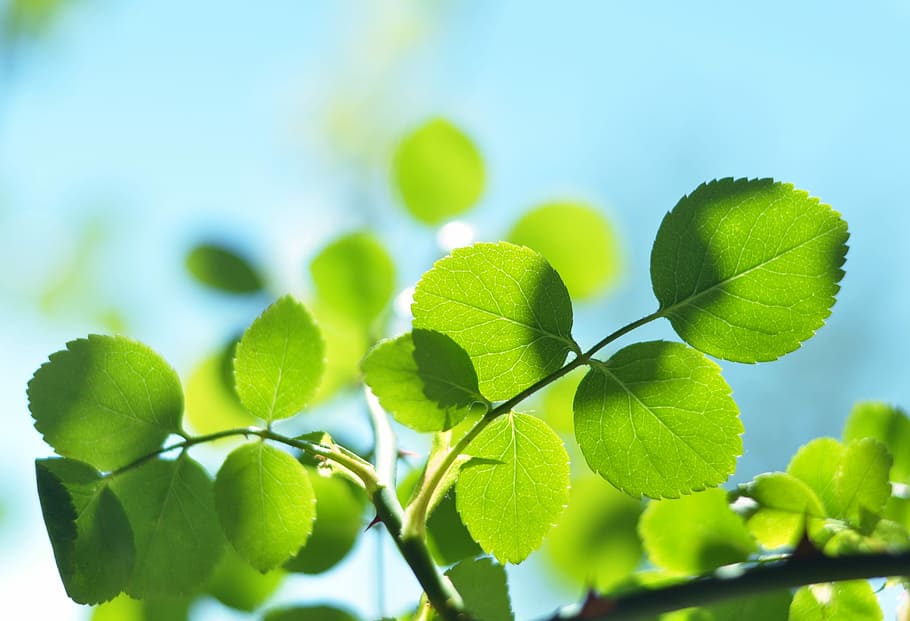 selective focus photo of green leafed plant, Leaves, Green, Green, Sky