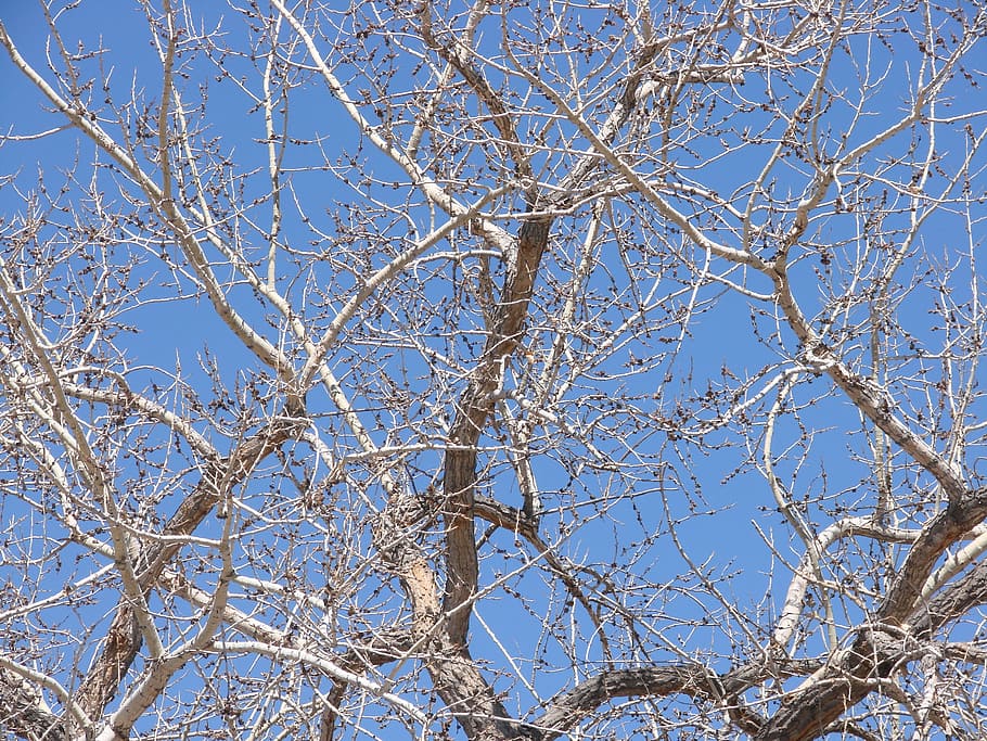 cottonwood, tree, spring, branches, low angle view, plant, blue HD wallpaper