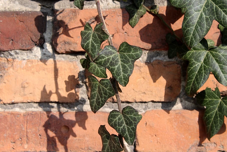 leaf, creeper, ivy, tree, plant, lake dusia, old, season, plant part HD wallpaper