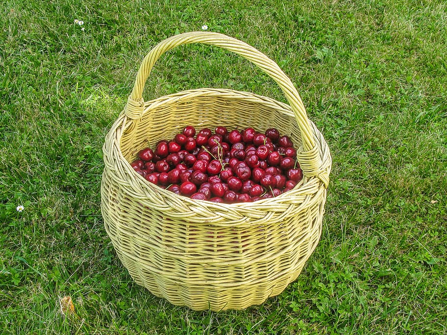 Cherry, Summer, Fruit, Succulent, sunshine, vitamin, nature HD wallpaper