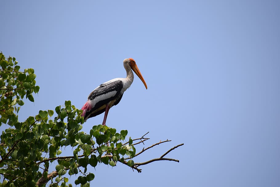 heron, bird, egrets, animal wildlife, animal themes, animals in the wild HD wallpaper