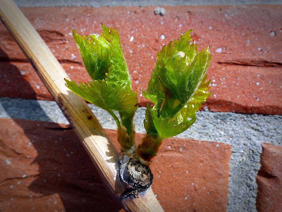 plant, wine, engine, driving tip, bud, vine, winegrowing, branch HD wallpaper