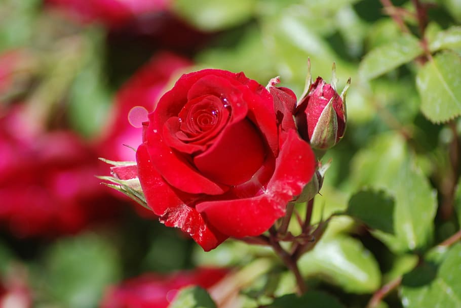Rose, Red, Red, Bud, Flower, Petal, nature, growth, beauty in nature HD wallpaper