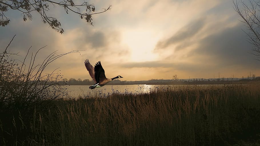 Canada goose flying, twilight, sunrise, lake, waters, geese, birds, HD wallpaper