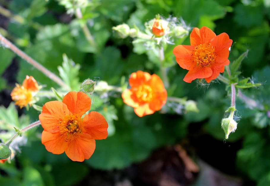 spring, garden, flowering plant, freshness, vulnerability, beauty in nature HD wallpaper