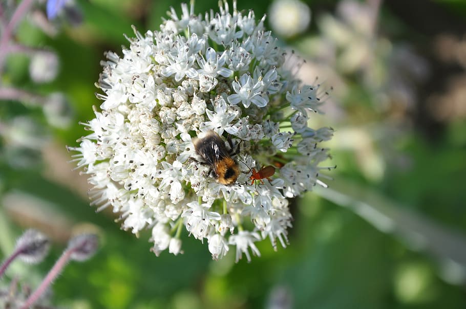insect, hummel, beetle, flowers, white, flowering plant, animal themes HD wallpaper