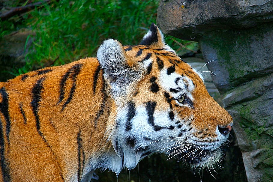 tiger, orange, white, black, animal, predator, exotic, tropical HD wallpaper