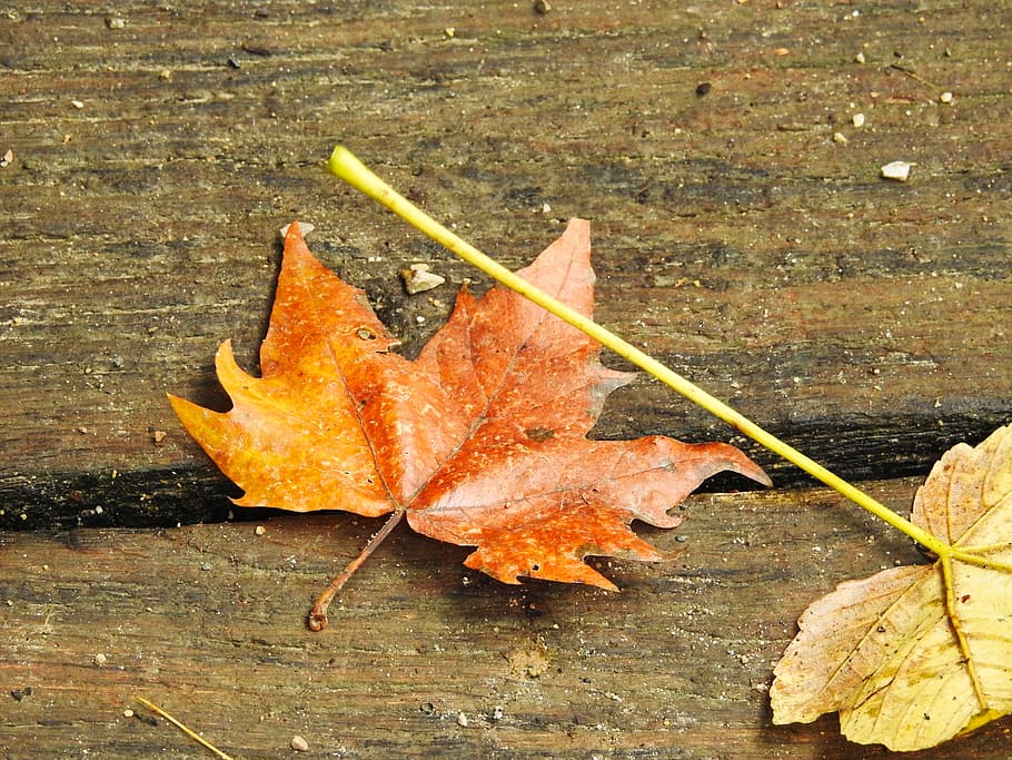 autumn, leaf, leaves, fall foliage, discoloration, forest, fall color HD wallpaper