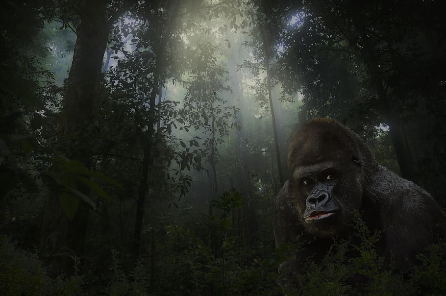 gorilla under green trees, silver back, animal, mammal, wildlife