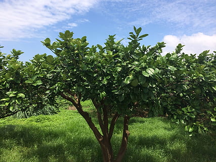 grapefruit trees, citron leaf, grapefruit grapefruit, plant HD wallpaper