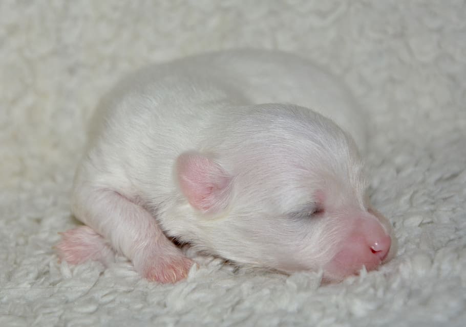 closeup photo of sleeping white puppy, new born, dog coton tulear