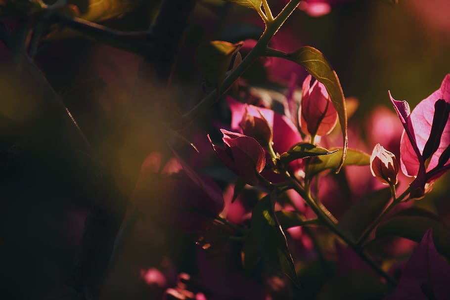 photography of red flowers, pink, light, shadow, day, bright, HD wallpaper