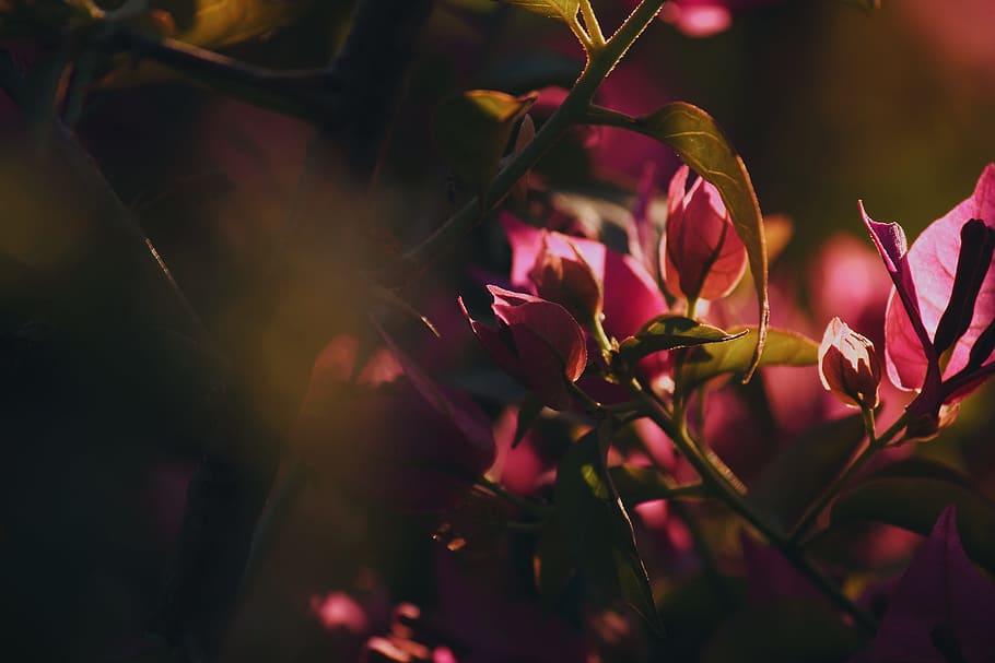 photography of red flowers, pink, light, shadow, day, bright HD wallpaper