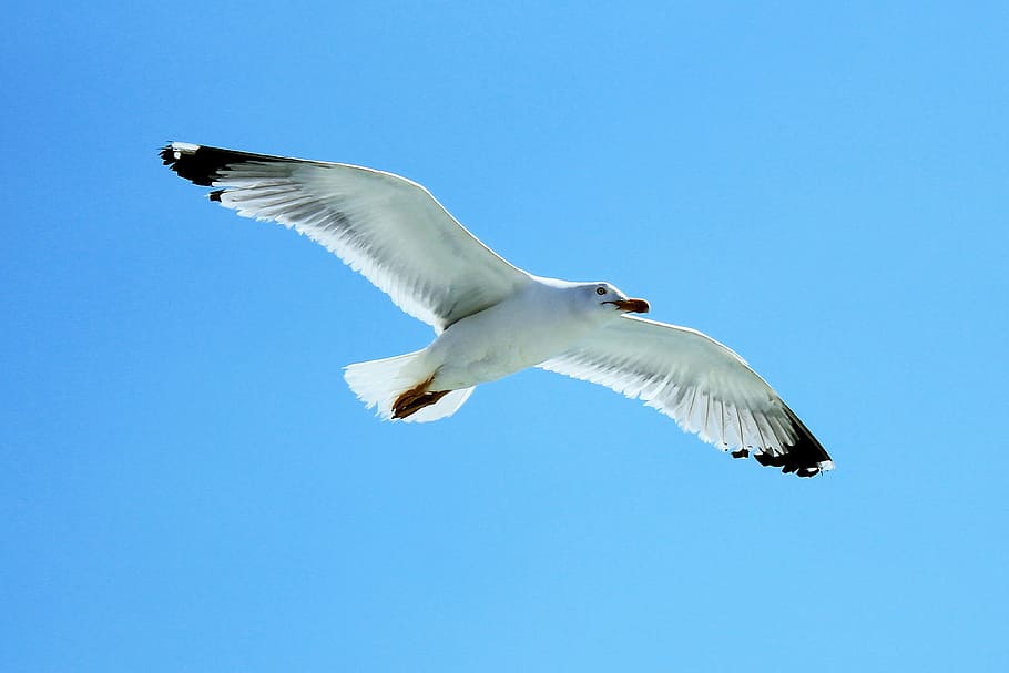 seagull, sky, fly, flying, animal wildlife, animals in the wild HD wallpaper