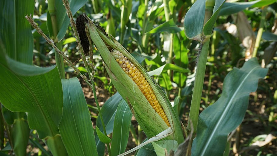 corn plant, cornfield, ripe, harvest, corn on the cob, cultivation HD wallpaper