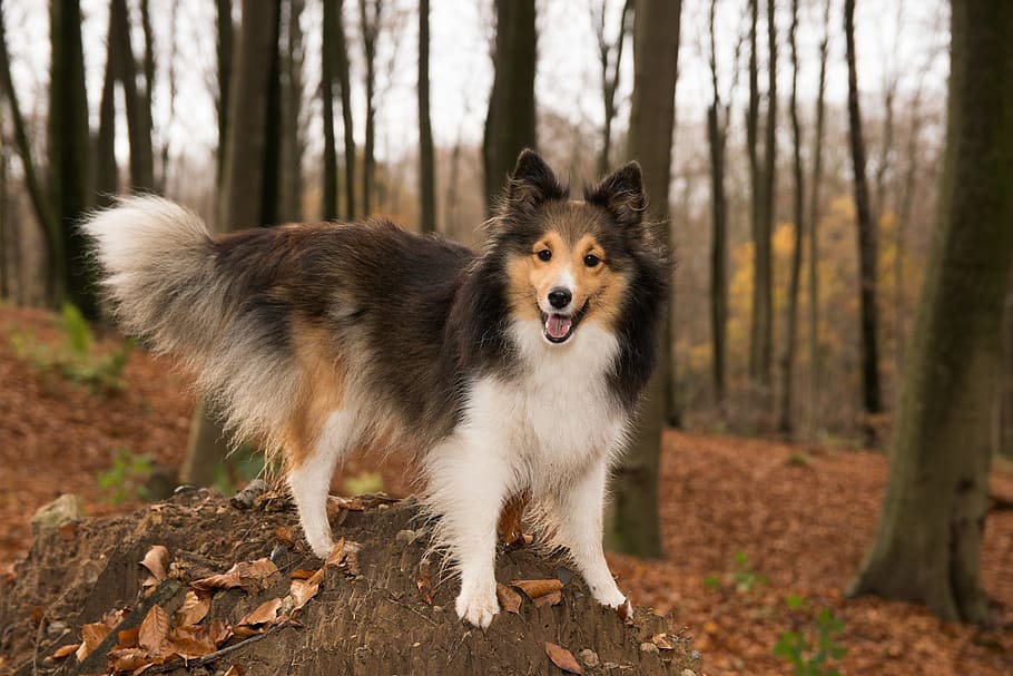 long-coated brown and white dog beside tree trunk, sheltie HD wallpaper