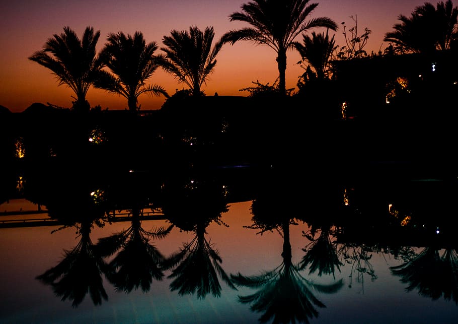 palm trees, mirroring, pool, idyll, holiday, abendstimmung HD wallpaper