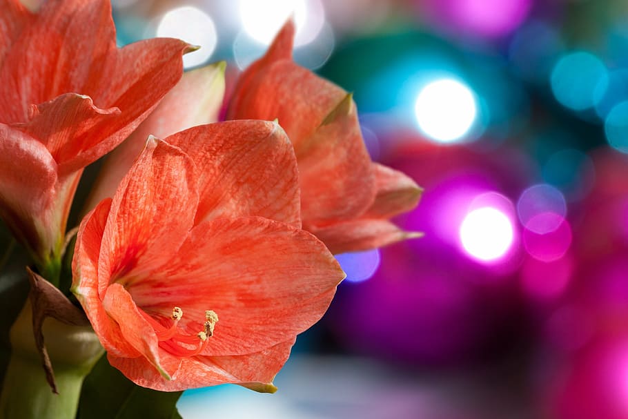 macro photography of orange petaled flower, amaryllis, salmon pink