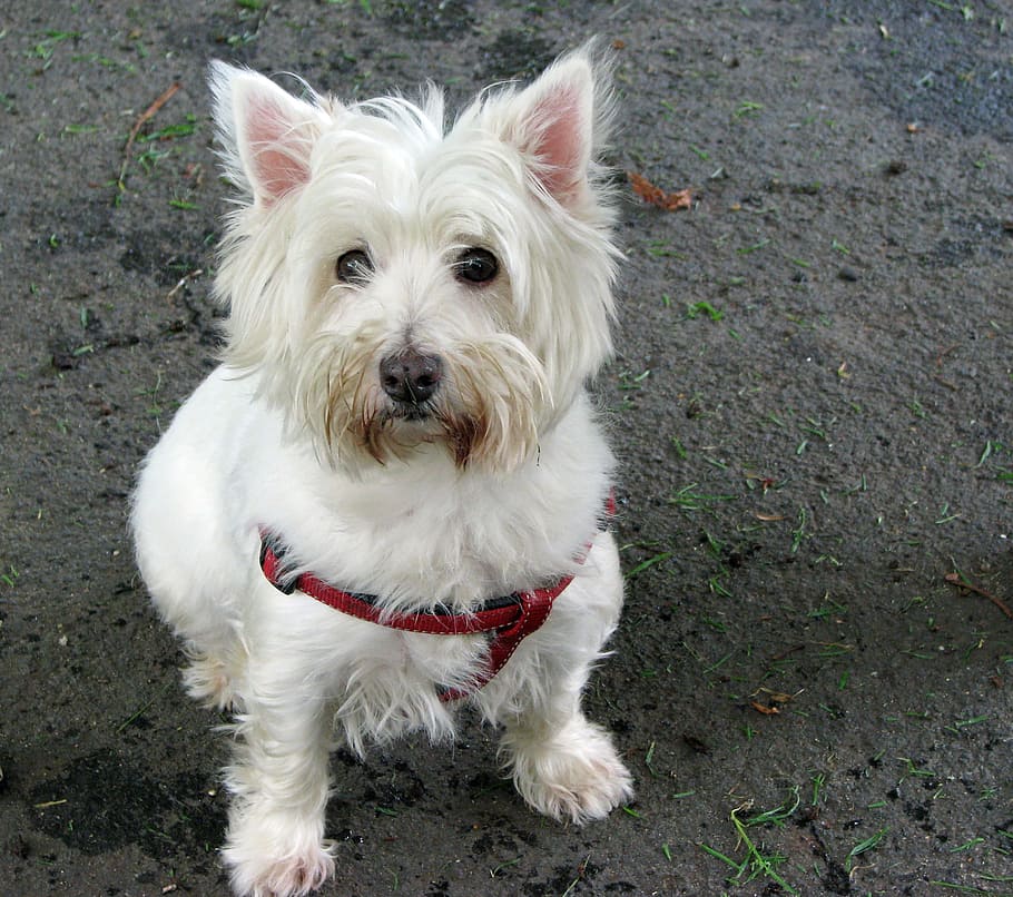 Featured image of post West Highland White Terrier Wallpaper Already downloaded the wallpaper for your dog s breed