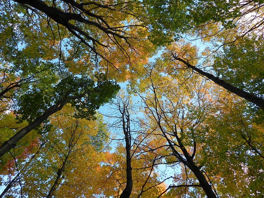 Trees, Leaves, Green, Green, Blue, Nature, sky, blue sky, blue sky clouds HD wallpaper