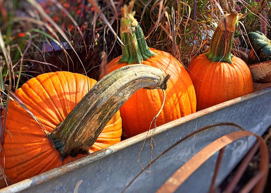 three orange pumpkins on gray wheelbarrow, fall, autumn, halloween HD wallpaper