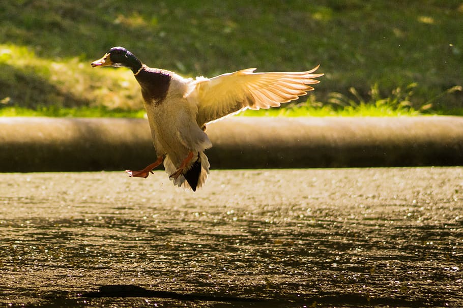 shallow focus photo of white bird, brown, mallard, duck, flying HD wallpaper